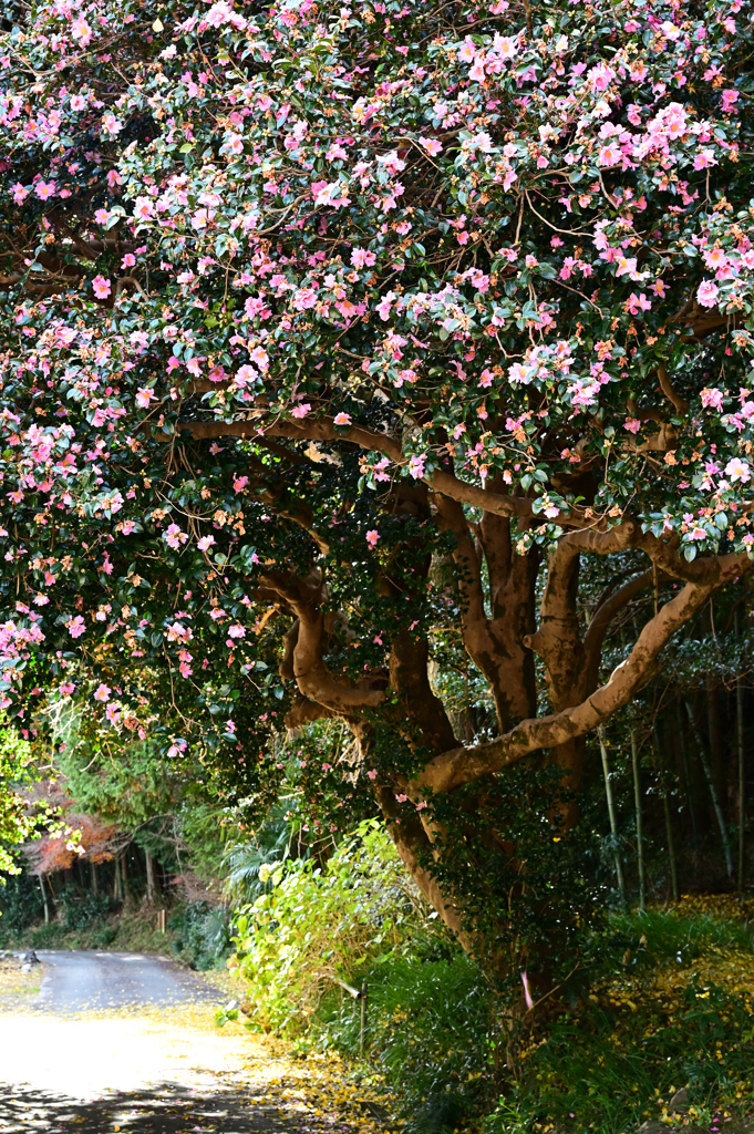 山茶花