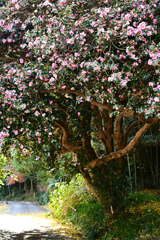 山茶花