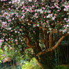 山茶花