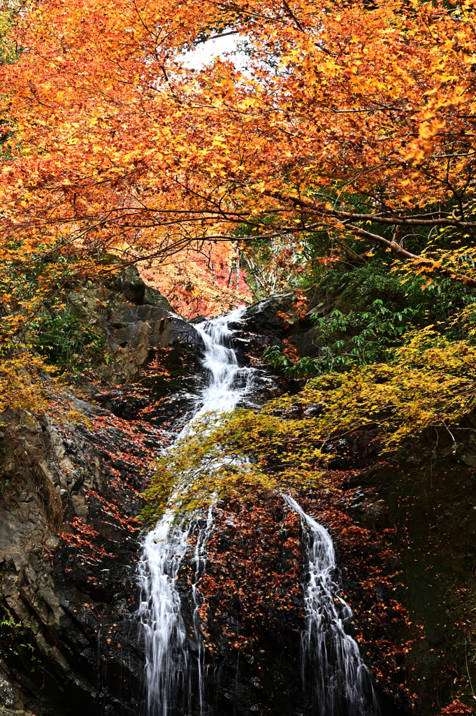 白藤の滝紅葉2