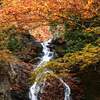 白藤の滝紅葉2