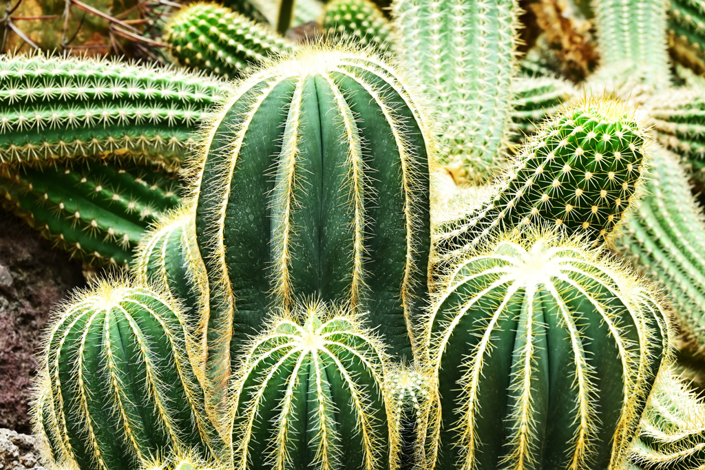 多肉植物