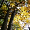 紅葉、多度大社２