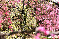 結城神社梅園