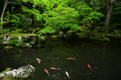 新緑の北畠神社４