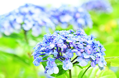 紫陽花