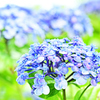 紫陽花