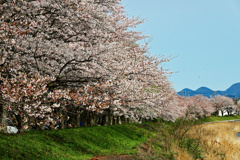 桜並木