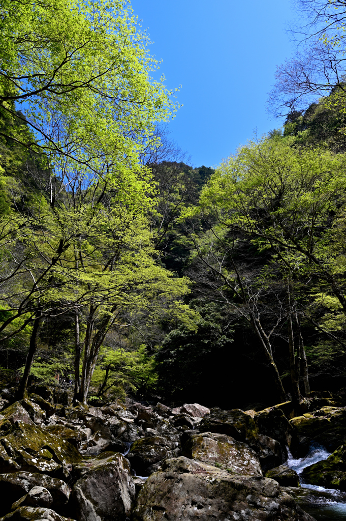 新緑の渓谷