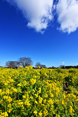 春 菜の花