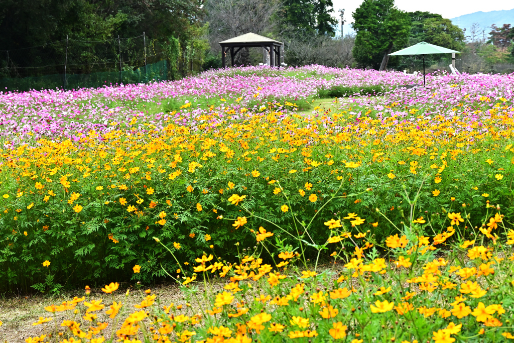 コスモスの丘 2