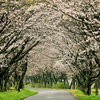 桜のトンネル