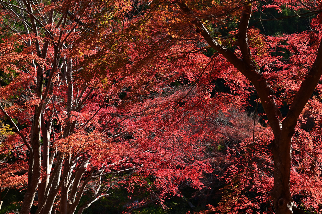 河内渓谷紅葉