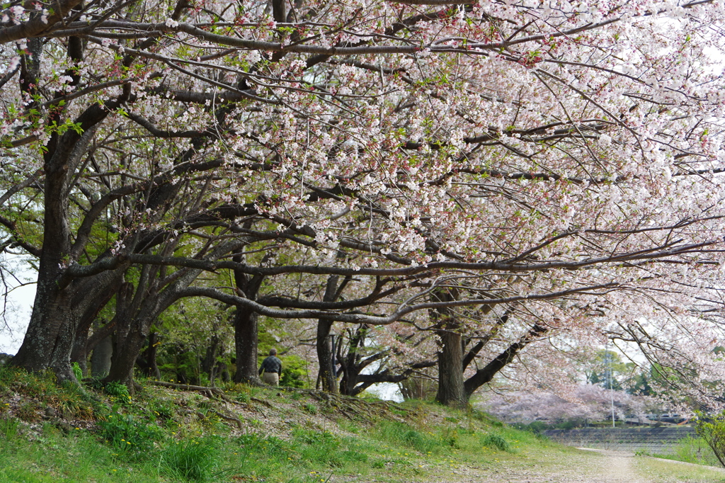 桜並木