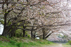 桜並木