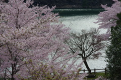 湖畔の春