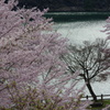 湖畔の春