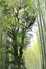 竹林2