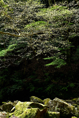 新緑の渓谷