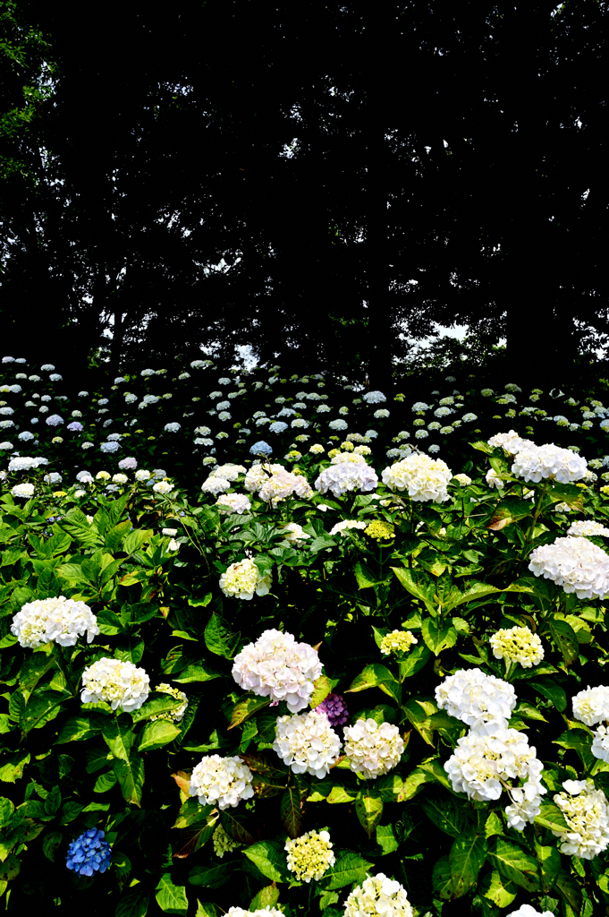 あじさいの森
