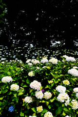 あじさいの森