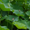 ハス３