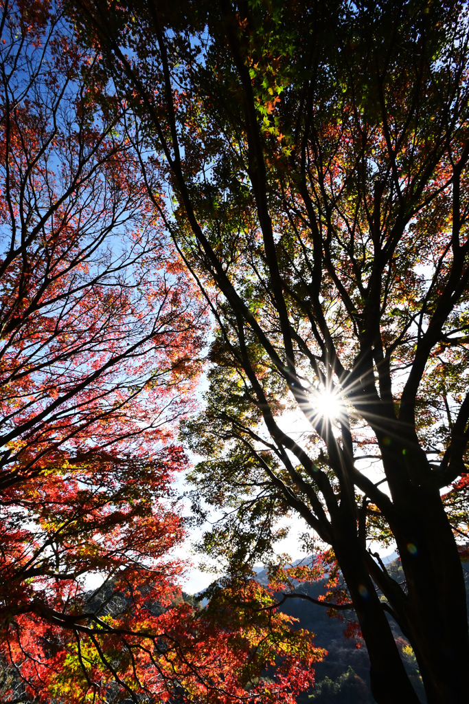 紅葉