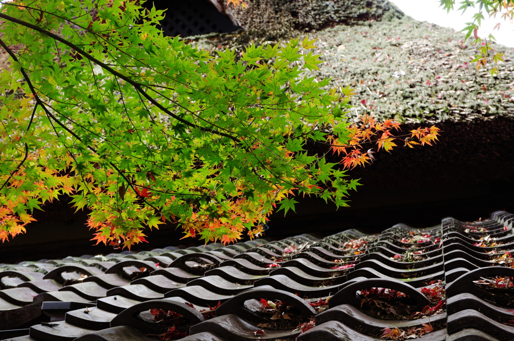 紅葉