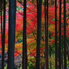木立の秋
