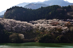 ダム湖の春