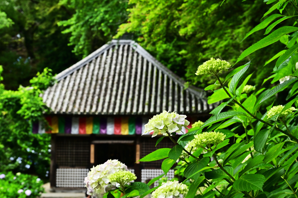 あじさい寺
