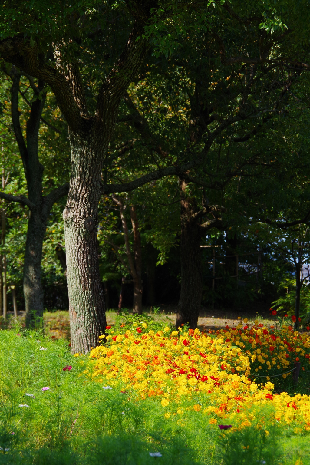 イエローコスモス