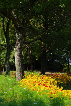 イエローコスモス