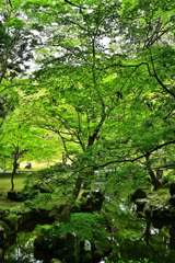 新緑の北畠神社３