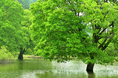新緑の室生湖