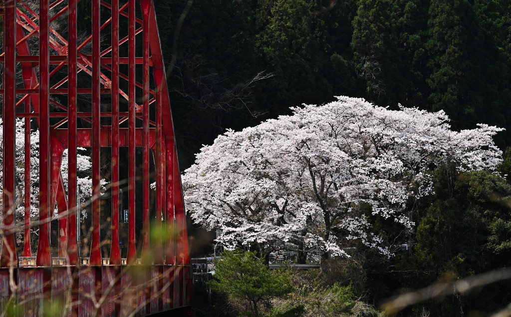 春の青蓮寺湖