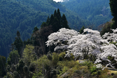 山間に咲く