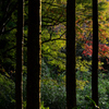 木立ち