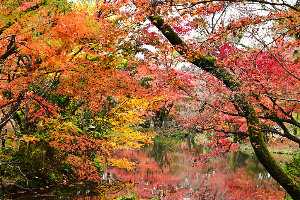 京都植物園の紅葉4