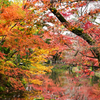 京都植物園の紅葉4