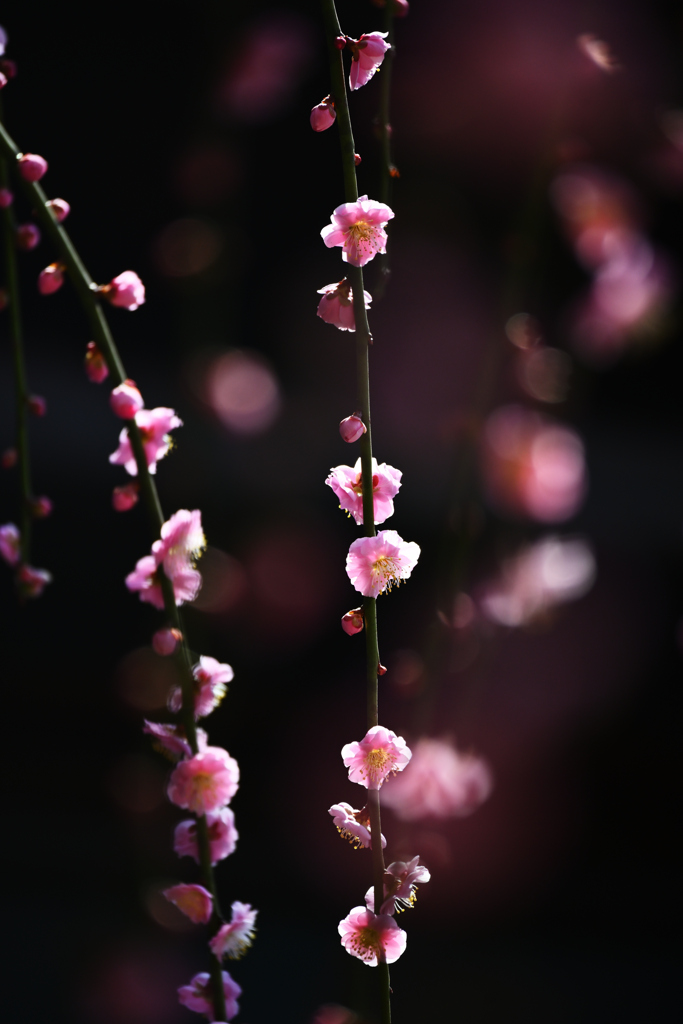 春の光