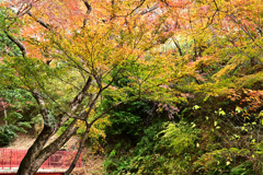 水沢もみじ谷紅葉2