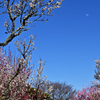 梅と月