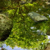 新緑の渓谷２