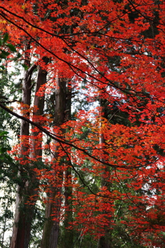 紅葉 赤