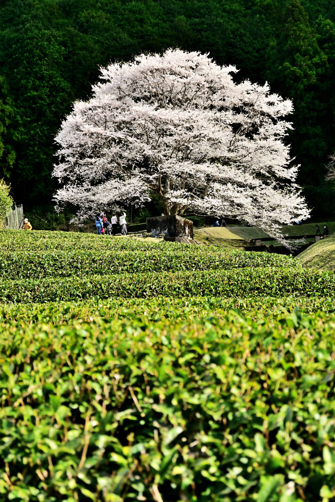 茶畑と薄墨桜