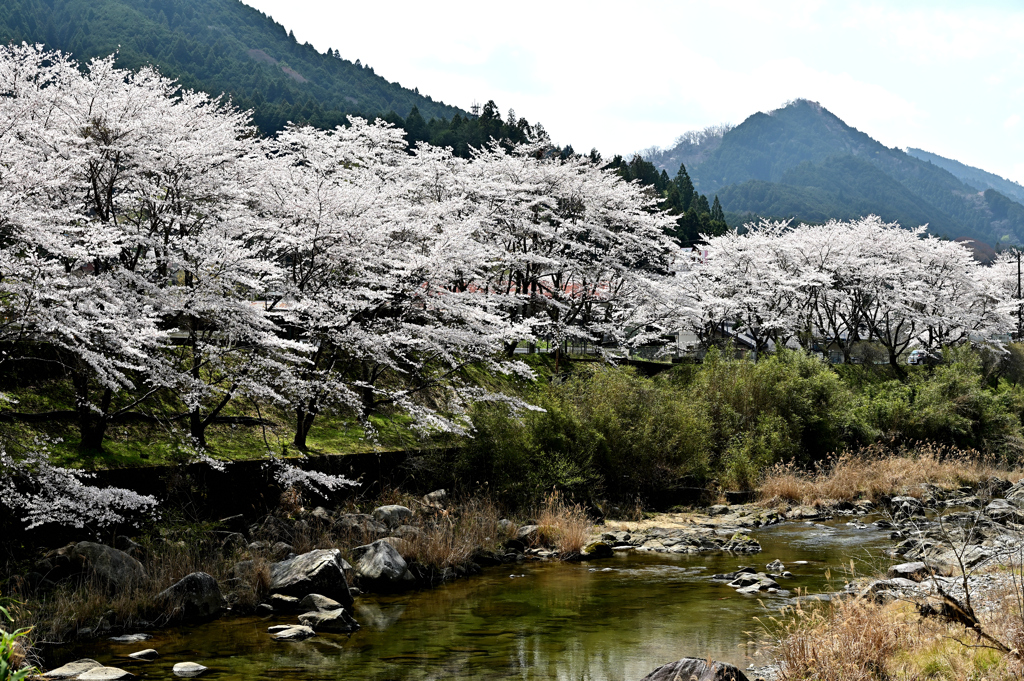 春の川