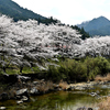 春の川