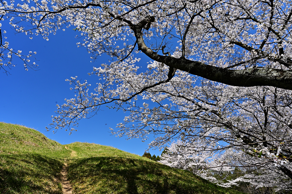 古墳の桜