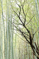 竹林